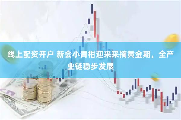 线上配资开户 新会小青柑迎来采摘黄金期，全产业链稳步发展